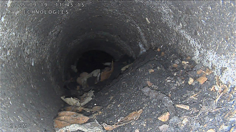 camera jonc de pousse